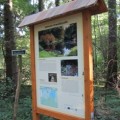 Urwald Groß Jamno